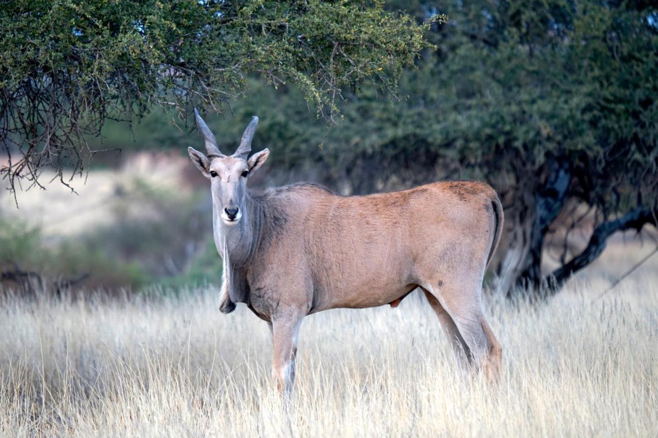 Jansen Kalahari Guest Farm Villa Hoachanas Kültér fotó
