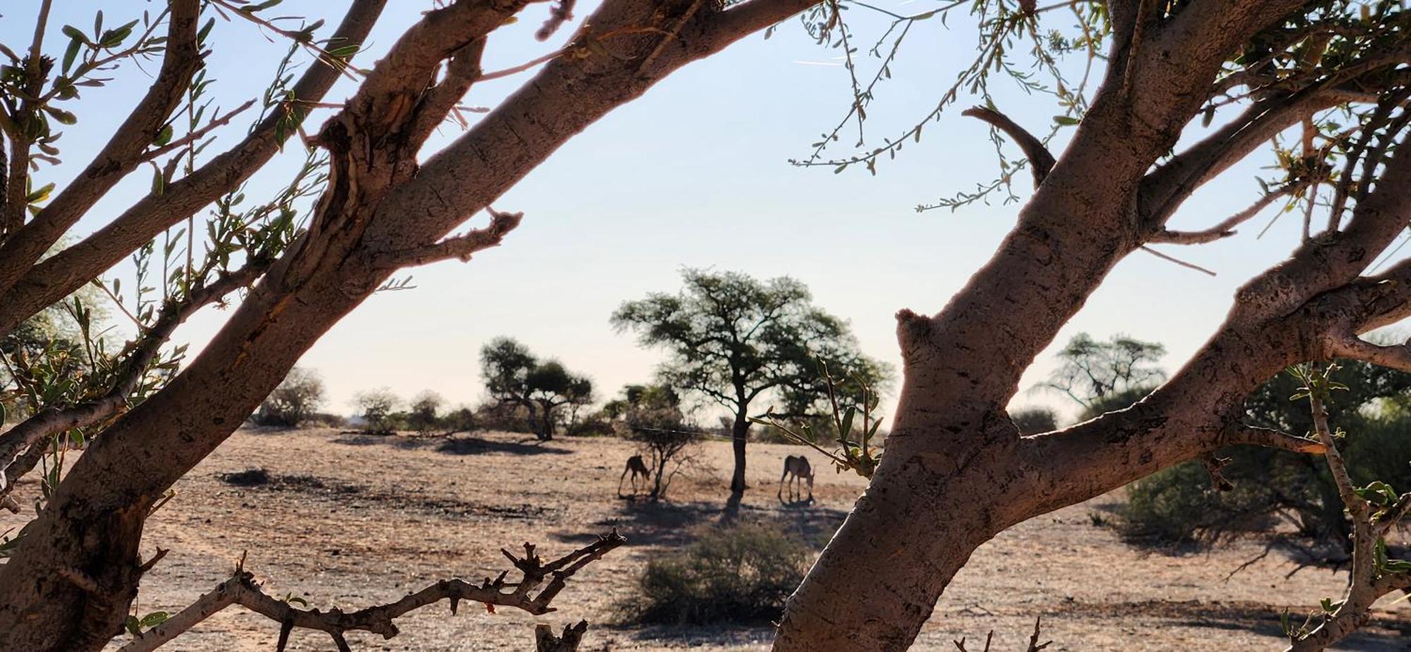 Jansen Kalahari Guest Farm Villa Hoachanas Kültér fotó